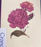 CRANE VINTAGE PEONIES NOTES