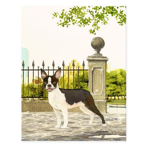 GENERAL DOG - FD - BOSTON TERRIER