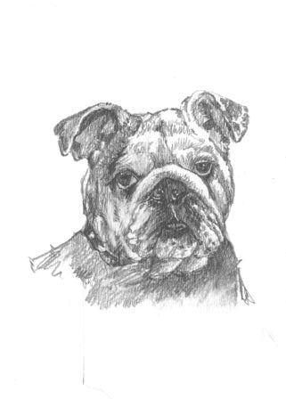 BOXED NOTE CARDS - OB - BULLDOG