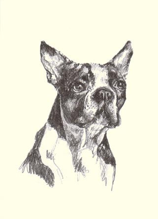 BOXED NOTE CARDS - OB - BOSTON TERRIER