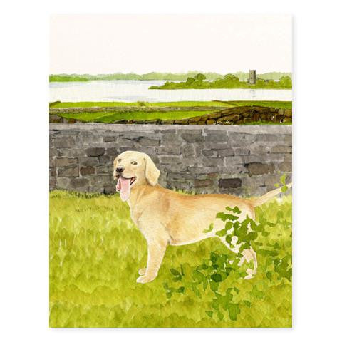 GENERAL DOG - FD - GOLDEN RETRIEVER