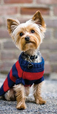 TISSUES DOG - DD - YORKIE IN SWEATER